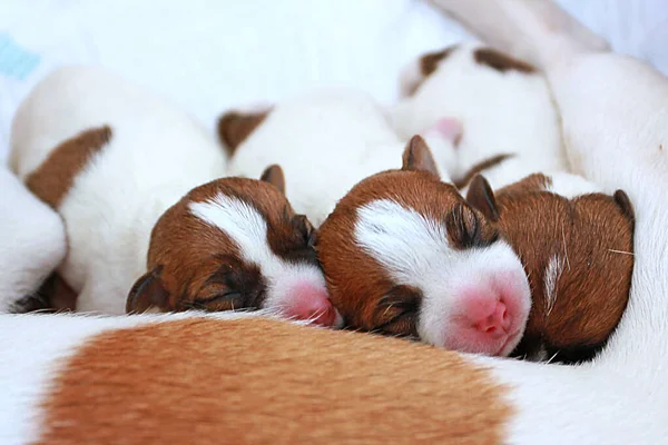 Küçük Köpek Yavrusu Jack Russell Terrier Annesinin Üstünde Uyuyor — Stok fotoğraf