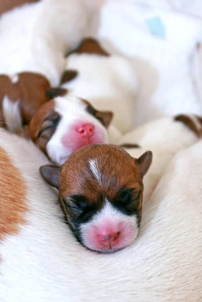 Küçük Köpek Yavrusu Jack Russell Terrier Kardeşleri Annesinin Üzerinde Uyur — Stok fotoğraf