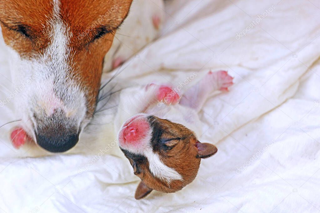 mom Jack Russell Terrier licks her newborn baby, motherhood, pet.