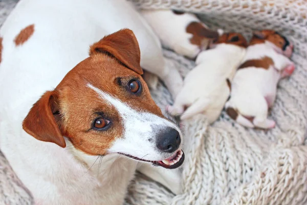 Anne Jack Russell Terrier ve yeni doğmuş yavruları anneler gününde evinde.