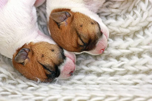 Jack Russell Iki Küçük Köpek Yavrusu Açık Renkli Bir Kazağın — Stok fotoğraf