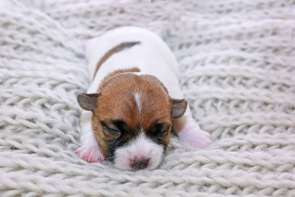 Recém Nascido Cega Cachorro Jack Russell Terrier Closeup Camisola Malha — Fotografia de Stock