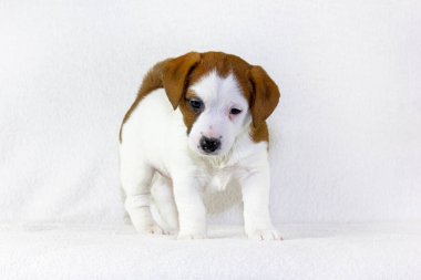 Kırmızı benekli mutlu beyaz köpek yavrusu Jack Raseell Terrier beyaz arka planda ilk adımını atıyor. Yaşı 1,5 ay. İlk beslenmenin reklamını yapmak için kullanın. Yatay biçim