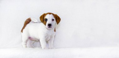 Beyaz arka planda kırmızı benekli mutlu beyaz köpek yavrusu Jack Terrier. Yaşı 1,5 ay. İlk beslenmenin reklamını yapmak için kullanın. Uzatılmış biçim