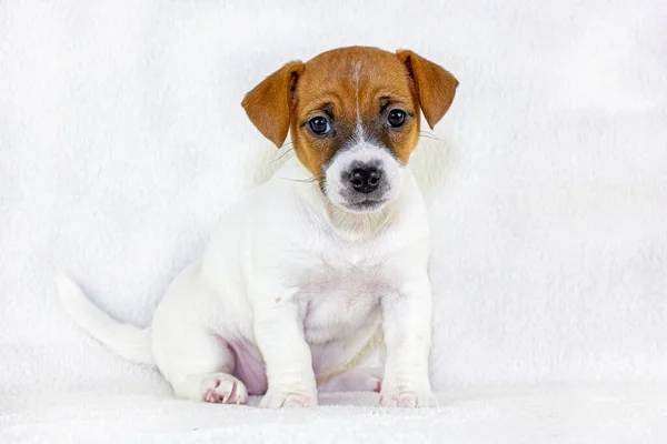 Surprised Puppy Red Spots Jack Raseell Terrier Sits White Background — Stock Photo, Image