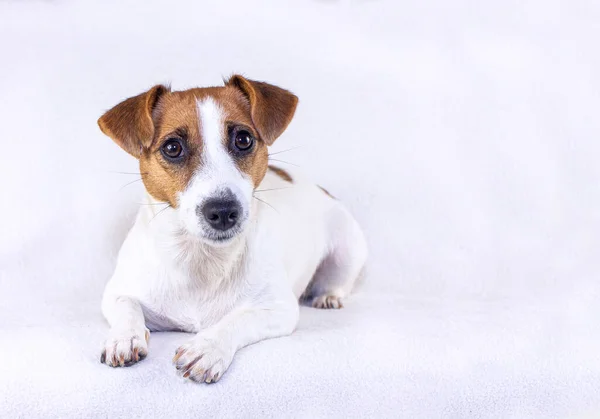 Feminino Jack Russell Terrier Olha Para Quadro Encontra Fundo Branco — Fotografia de Stock