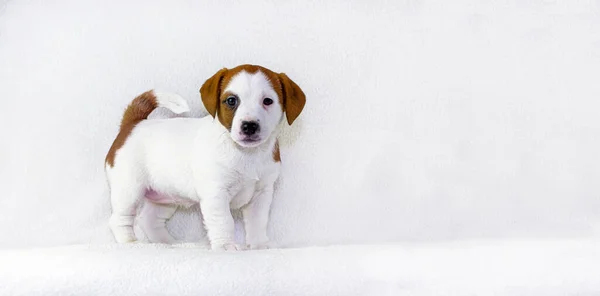 Happy White Puppy Red Spots Jack Raceell Terrier White Background — Stock Photo, Image