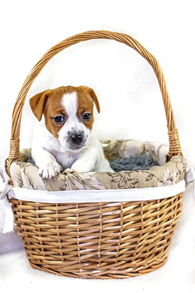 Cão Bonito Jack Russell Terrier Sentado Cesto Páscoa Fundo Branco — Fotografia de Stock