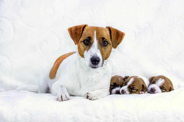 Beyaz battaniyeli üç yavru köpeği olan dişi Jack Russell Terrier, yatay. Anneler Günü, Doğum Günü