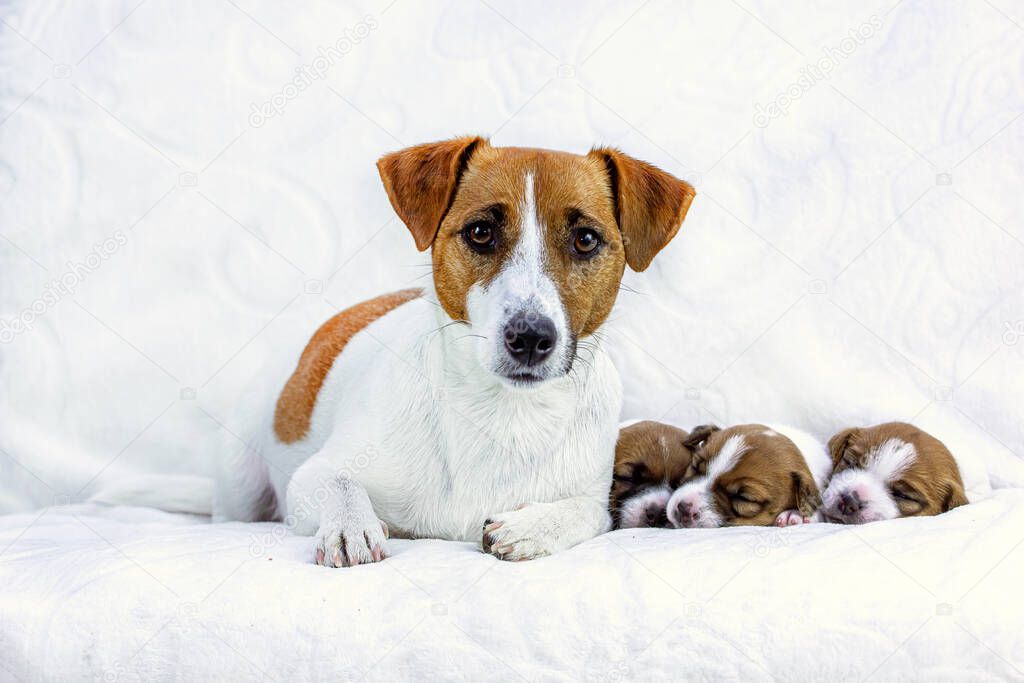 female jack russell terrier with three puppies on a white blanket, horizontal. Mom's Day, Maternity