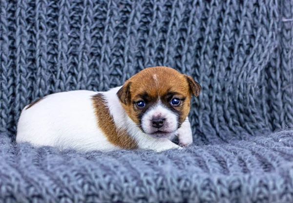 Lindo Perrito Perra Jack Russell Terrier Punto Serm Fondo — Foto de Stock