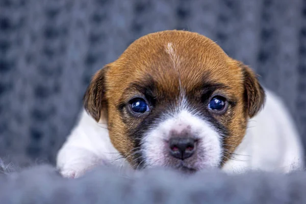 かわいい赤髪の子犬ジャック ラッセル テリアはちょうど彼の目を開き ニットグレーの敷物に横たわっています 水平形式 — ストック写真