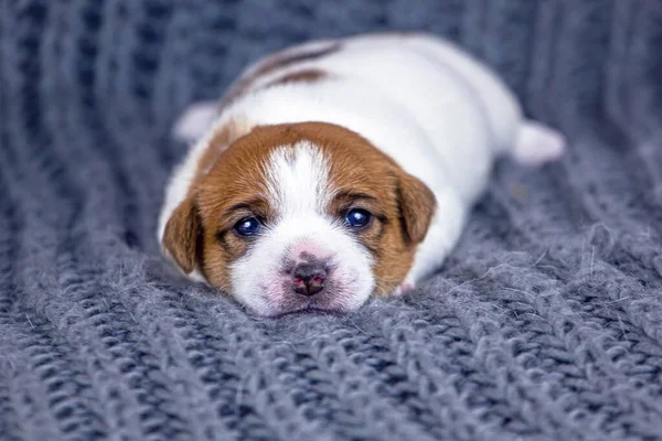 Lindo Cachorro Pelo Rojo Jack Russell Terrier Encuentra Una Alfombra —  Fotos de Stock