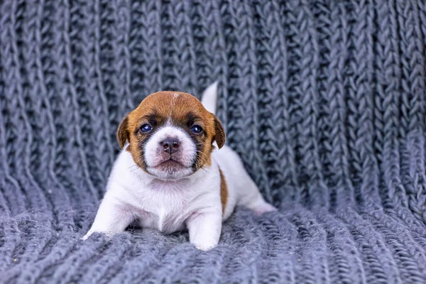 Lindo Cachorro Pelo Rojo Jack Russell Terrier Para Agita Cola — Foto de Stock