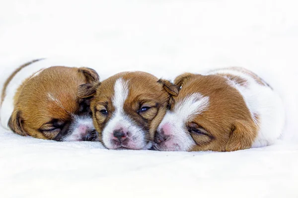 Tři Roztomilá Zrzavá Štěňátka Jack Russell Terrier Leží Schoulená Lehkém — Stock fotografie