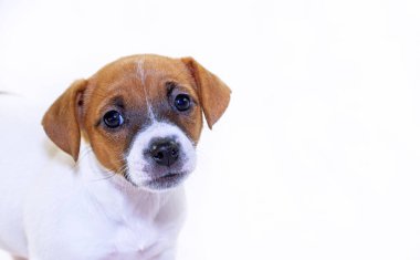 Beyaz arka planda şirin köpek yavrusu dişi Jack Russell Terrier. Yatay biçim