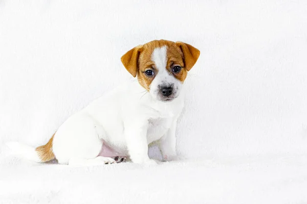 Carino Cucciolo Femmina Jack Russell Terrier Siede Uno Sfondo Bianco — Foto Stock