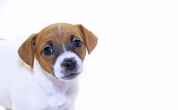 Carino Muso Cucciolo Femmina Jack Russell Terrier Uno Sfondo Bianco — Foto Stock