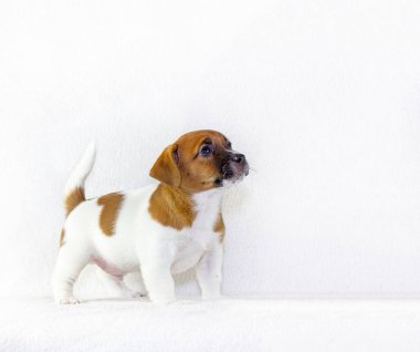 Şirin köpek yavrusu Jack Russell Terrier beyaz arka plandaki ilk takımı tamamlamak için antrenman yapıyor. Yatay biçim