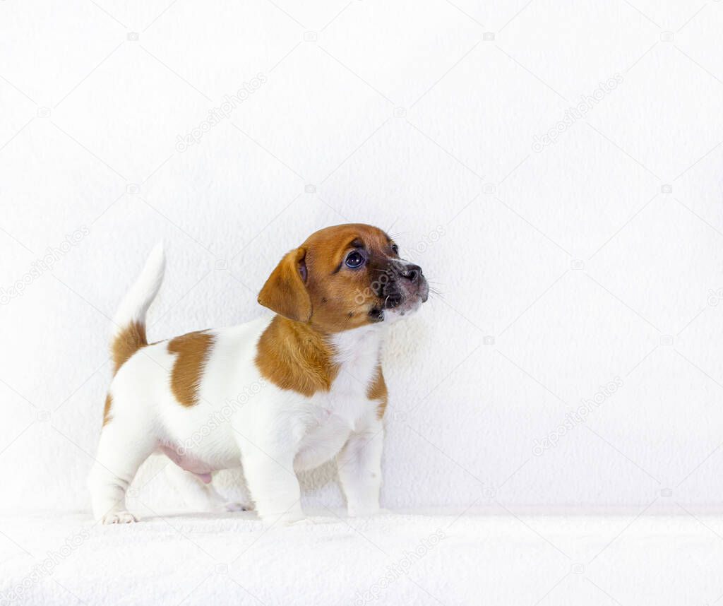 Cute puppy male Jack Russell Terrier trains to fulfill the first team on a white background. Horizontal format