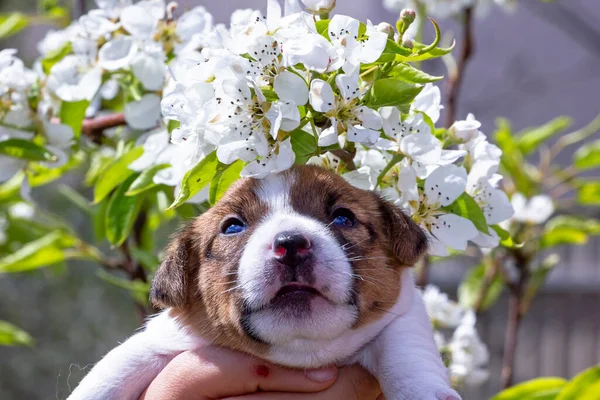 Cute Little Puppy Bitch Jack Russell Terrier Looks Cherry Flowers — 스톡 사진