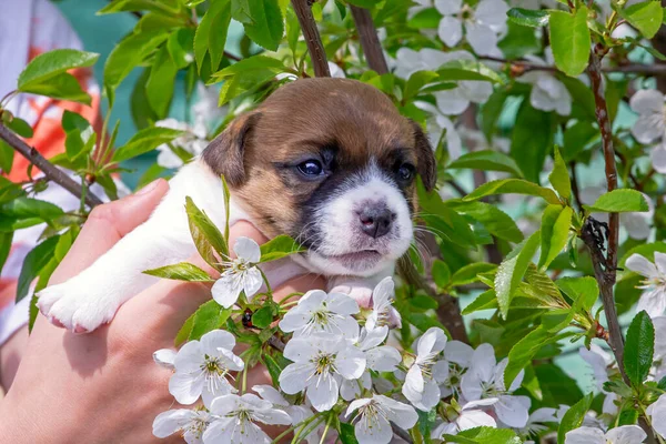 Cute Puppy Male Jack Russell Terrier Background Blooming Cherries Natural — Stock Photo, Image