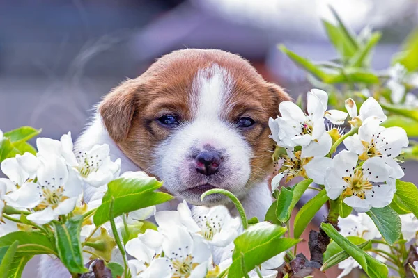 Carino Cucciolo Maschio Jack Russell Terrier Uno Sfondo Ciliegie Fiore — Foto Stock