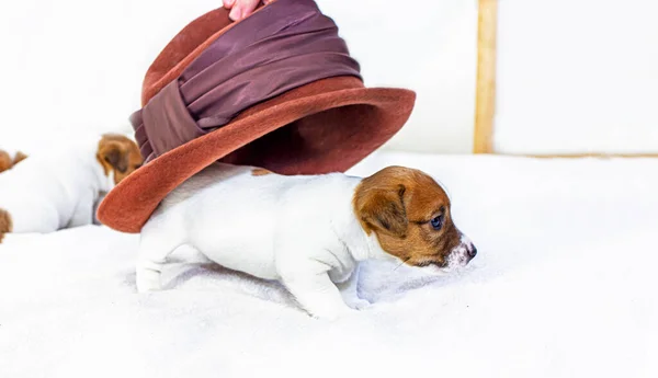 Little Puppy Bitch Jack Russell Terrier White Background Hid Felt — Stockfoto