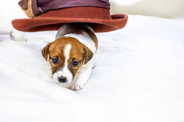 cute little puppy bitch jack russell terrier on a white background runs away from the hat. Four weeks from birth