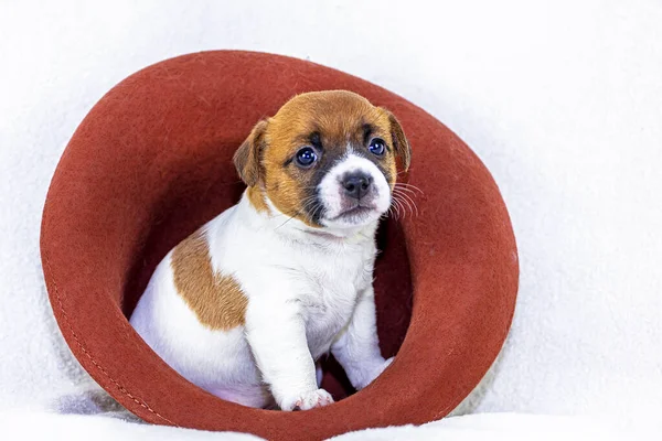 cute little puppy bitch jack russell terrier sits in a felt hat on a white background. Four weeks from birth