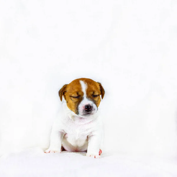 Bonito Filhote Cachorro Cadela Jack Russell Com Olhos Fechados Sentado — Fotografia de Stock