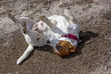 happy lactating female bitch jack russell terrier wallowing in the mud on a forest path on a sunny day. Natural background
