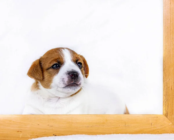 Filhote Cachorro Macho Jack Russell Encontra Atrás Uma Moldura Madeira — Fotografia de Stock