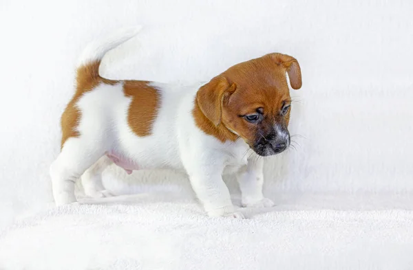 Cachorro Macho Jack Russell Terrier Senta Cesto Páscoa Com Levantado — Fotografia de Stock