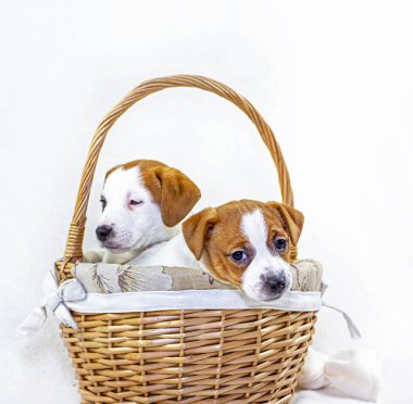 İki sevimli köpek yavrusu Jack Russell Terrier paskalya sepetinde oturmuş beyaz bir arka planda kurdeleleriyle ağızlarını uzatıyorlar..