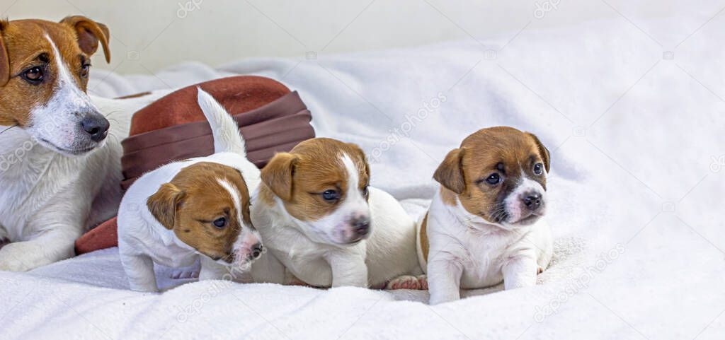 female Jack Russell Terrier lies with her three puppies on a white background, Love, Motherhood. Advertising the first puppy food.
