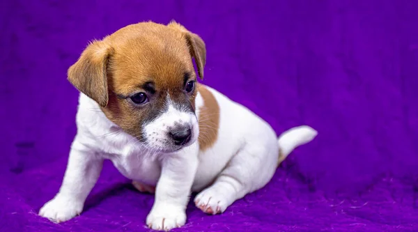 子犬の女性ジャック ラッセル テリアは紫色の背景に座っています 対照的な背景 — ストック写真