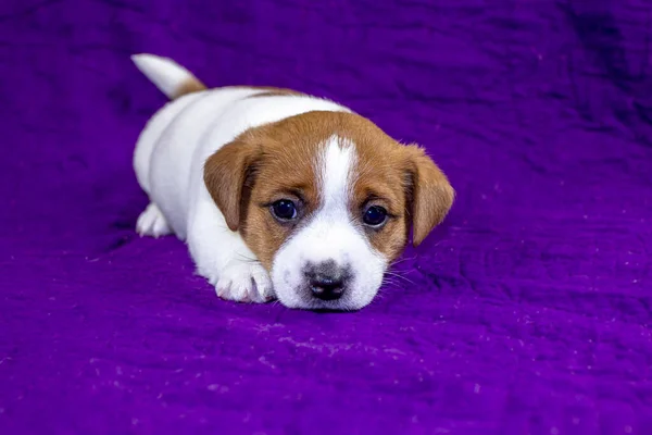 可愛い子犬のオスのジャック ラッセル テリアは紫色のベッドスプレッドに横たわっており フレームを見ています — ストック写真