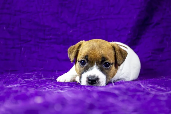 Beautiful Calm Puppy Bitch Jack Russell Terrier Lies Purple Bedspread — Φωτογραφία Αρχείου