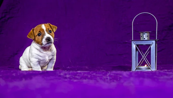 ute puppy of a bitch Jack Russell Terrier is sitting with a gray lantern in which a candle is lit on a purple bedspread nearby. Violet background. Puppy food advertisement