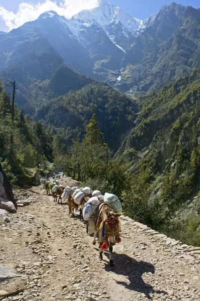 Караван Ослов Непале — стоковое фото