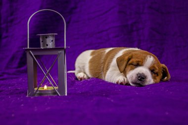 Şirin yavru köpek Jack Russell Terrier, içinde küçük bir mum yanan bir fenerin yanındaki mor bir battaniyenin üzerinde tatlı tatlı uyuyor. Gece. Uyu. yatay