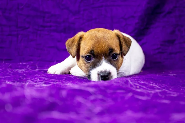 Beautiful Calm Puppy Bitch Jack Russell Terrier Lies Purple Bedspread — Stock Photo, Image