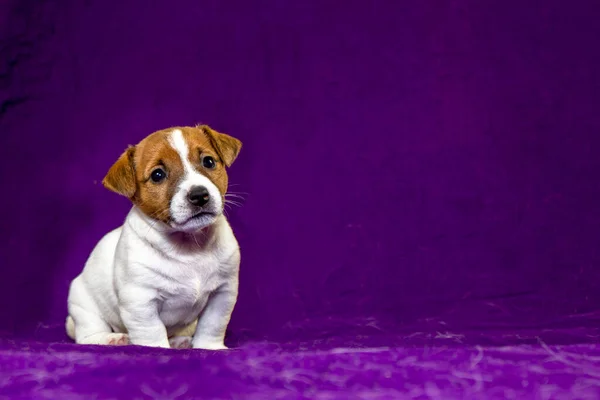 かわいい子犬の女性ジャック ラッセル テリア近くの紫色のベッドに座っています バイオレットの背景 子犬フード広告 — ストック写真