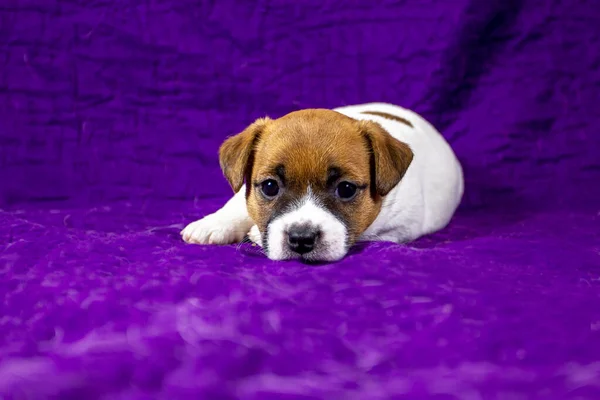 Cute Beautiful Puppy Bitch Jack Russell Terrier Lies Purple Bedspread — Φωτογραφία Αρχείου