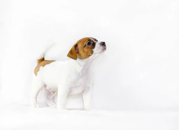 一只雄性小杰克鲁塞尔猎犬把头抬起来 站在白色的背景上 为展览做准备 横向格式 — 图库照片
