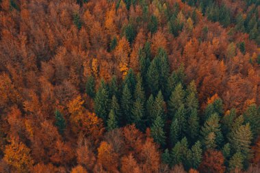 Sonbahar renklerinde çam ormanlarının havadan görünüşü