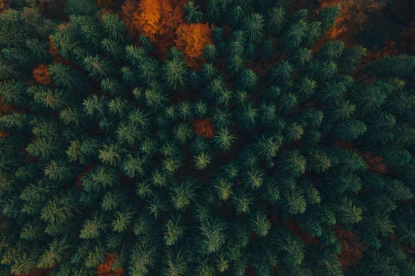 Vue Aérienne Forêt Pins Aux Couleurs Automne — Photo