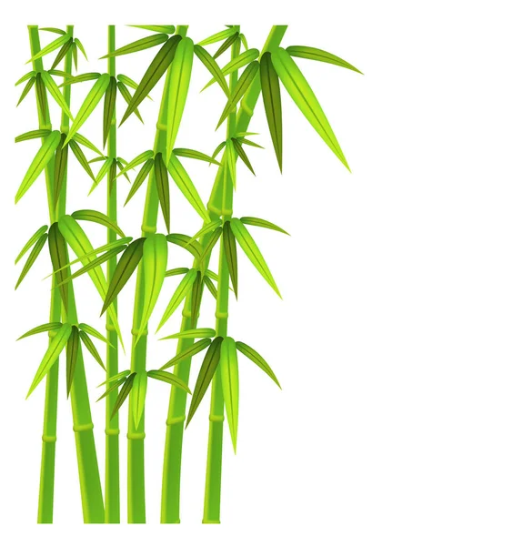 Grön Bambu Stjälkar Och Lämnar Vit Bakgrund Med Kopieringsutrymme Vektorillustration — Stock vektor