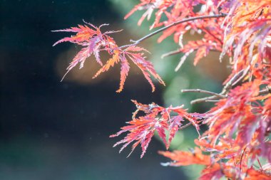 kırmızı akçaağaç yaprakları